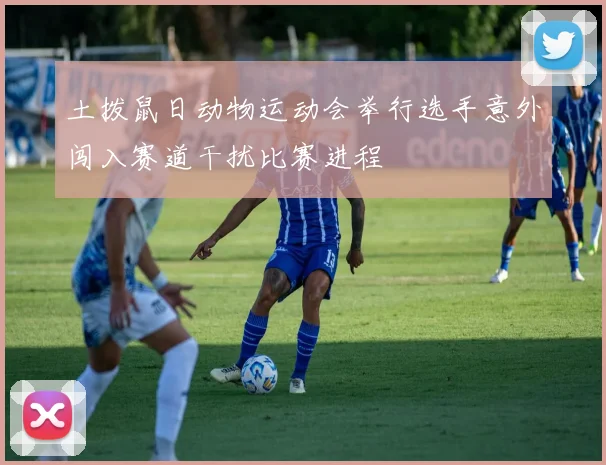 土拨鼠日动物运动会举行选手意外闯入赛道干扰比赛进程